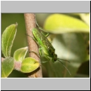 Rhogogaster sp - Gruene Blattwespe 01b.jpg